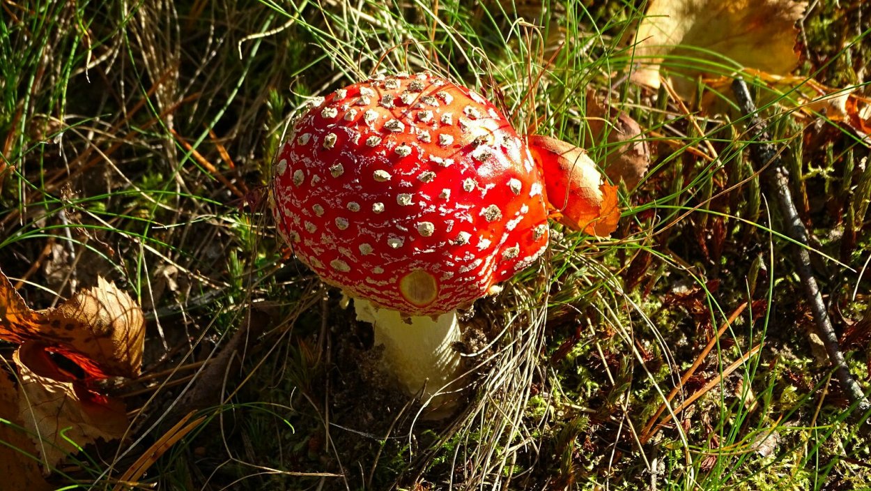 Аманита Мускария