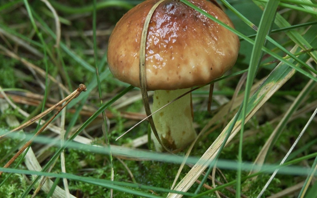 Осень лес грибы мухоморы