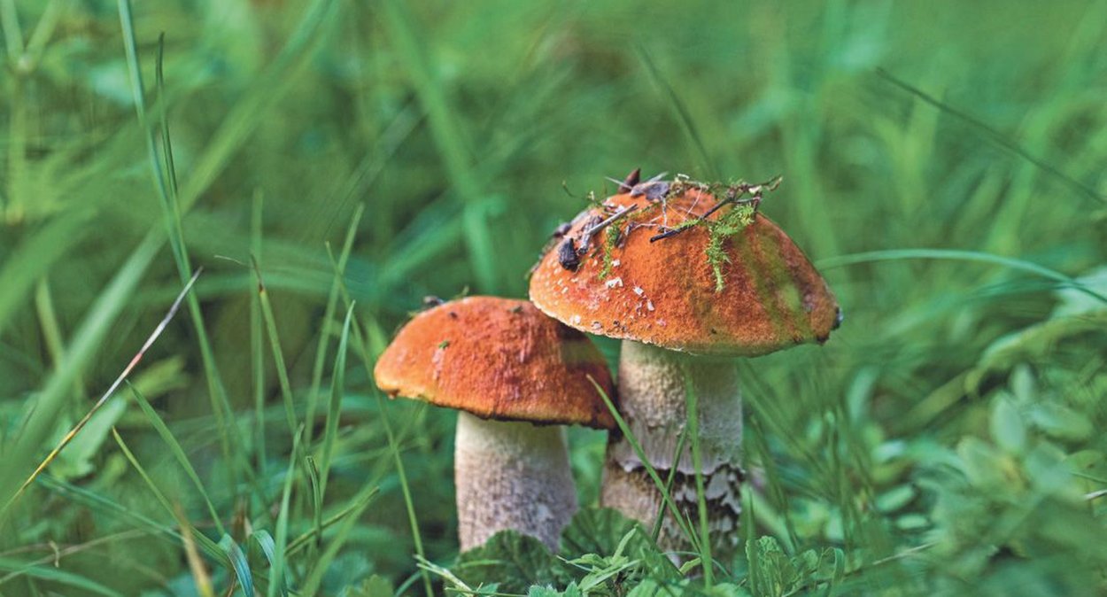 Мухомор Аманита Мускария зеленый