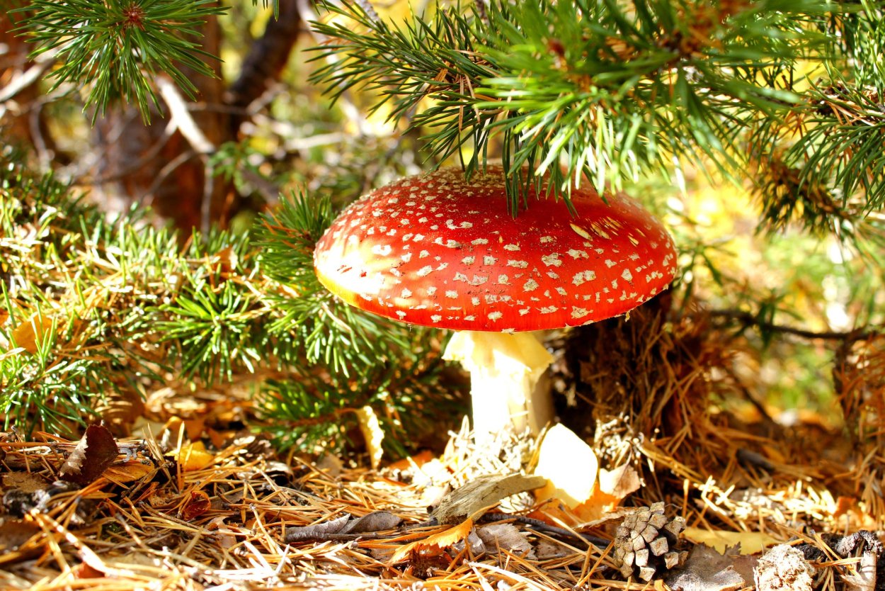 Осень грибы