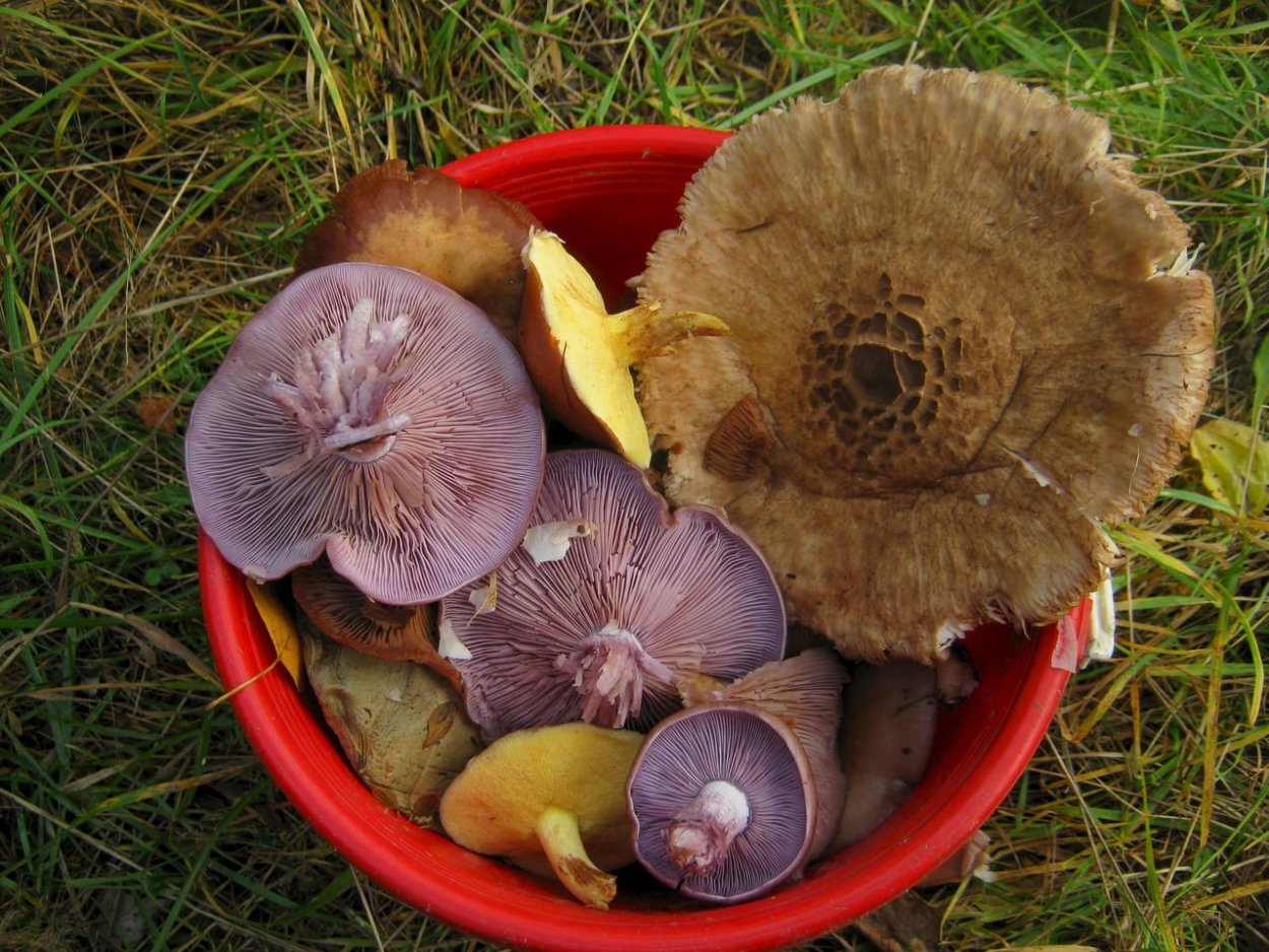 Природа грибы ягоды