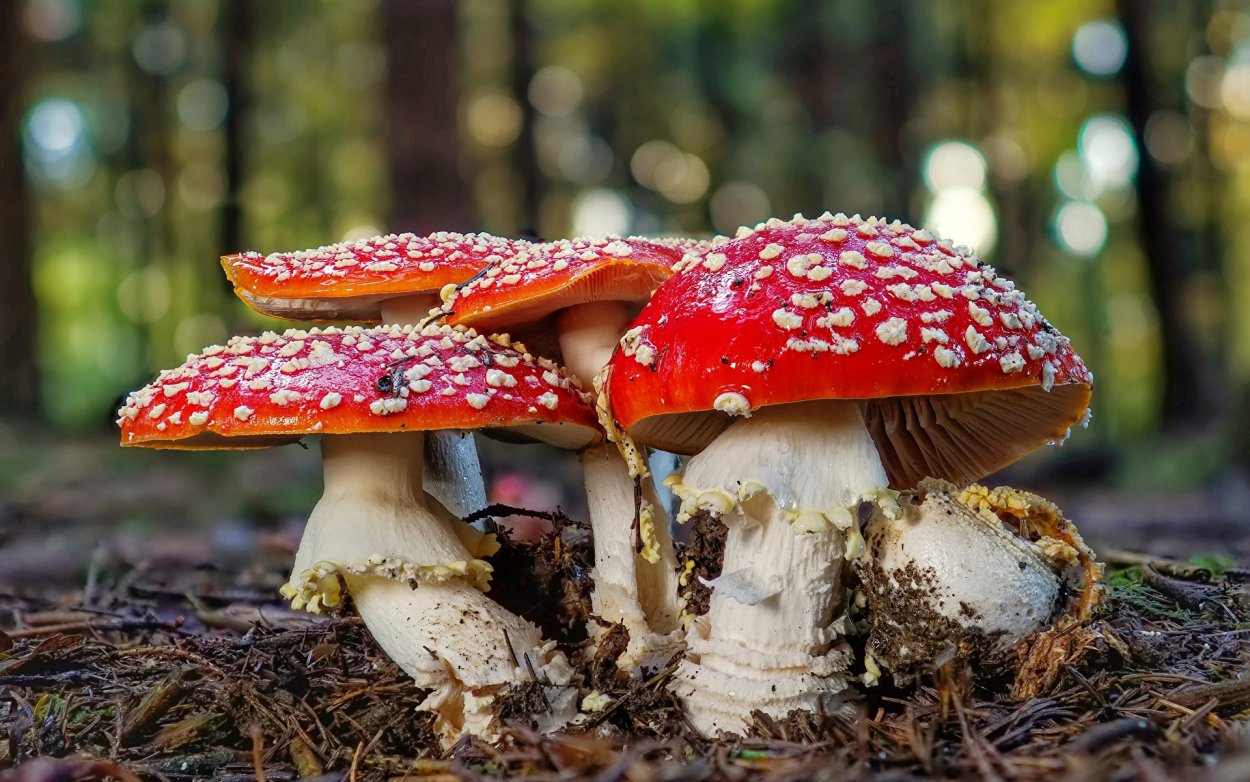 Грибы растущие на тополях