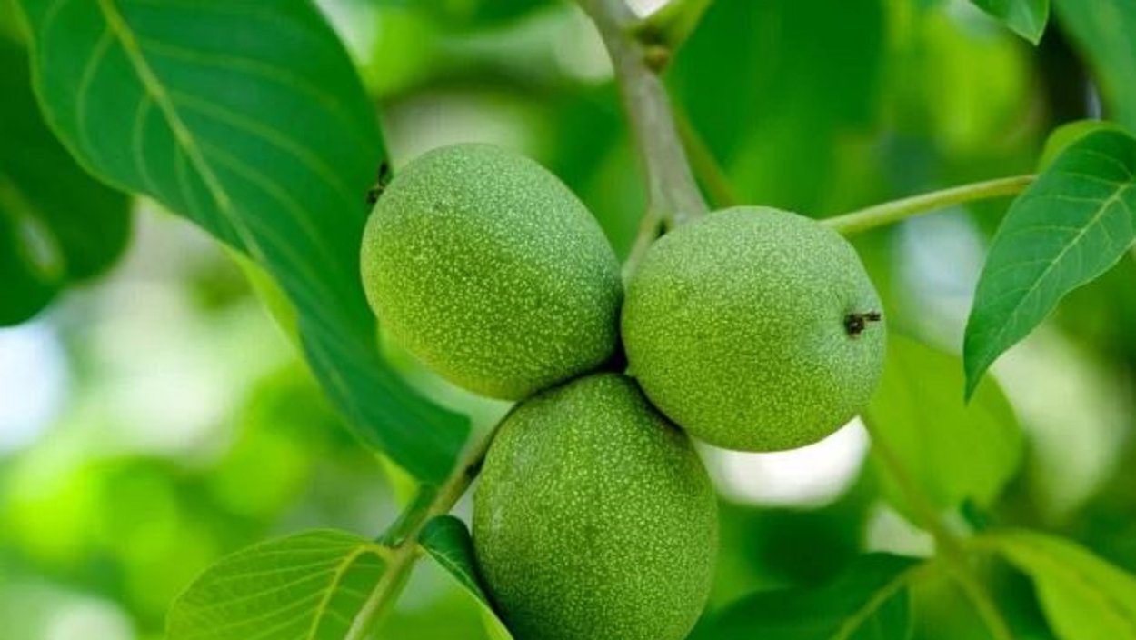 Орех чёрный Juglans nigra дерево