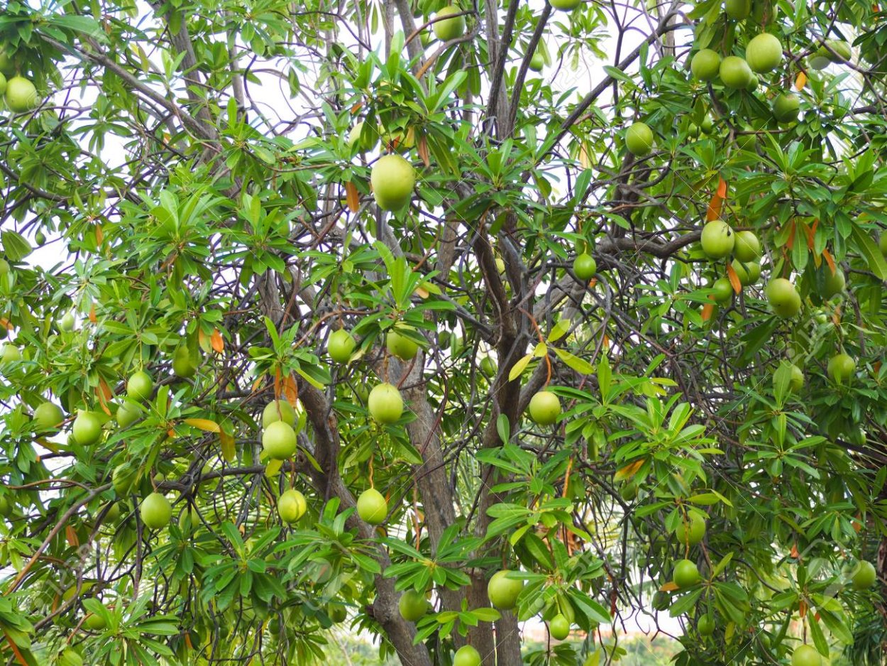 Неспелое яблоко