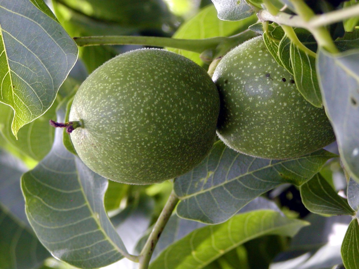 Понцирус (цитрус морозостойкий)