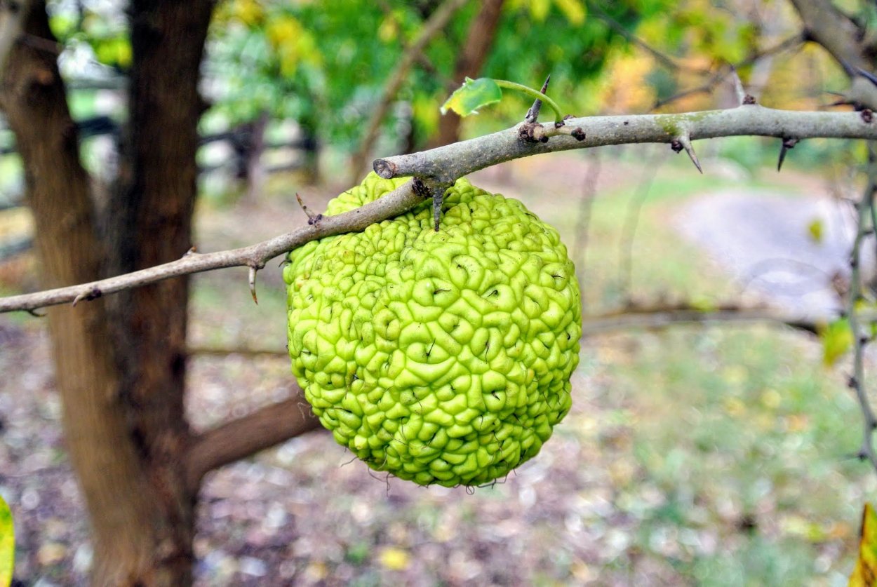 Osage Orange