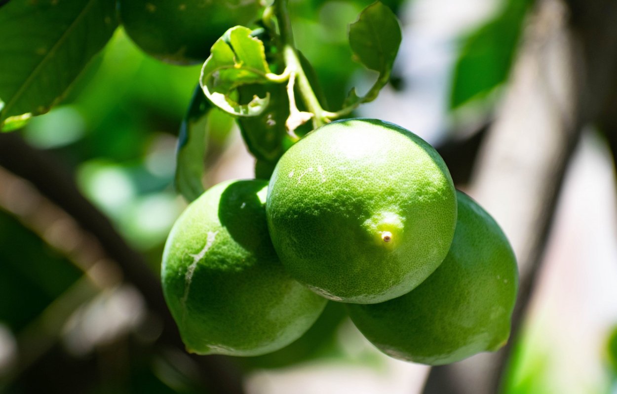 Плод похожий на грушу