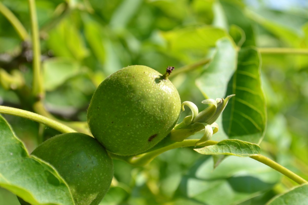 Большой зеленый плод