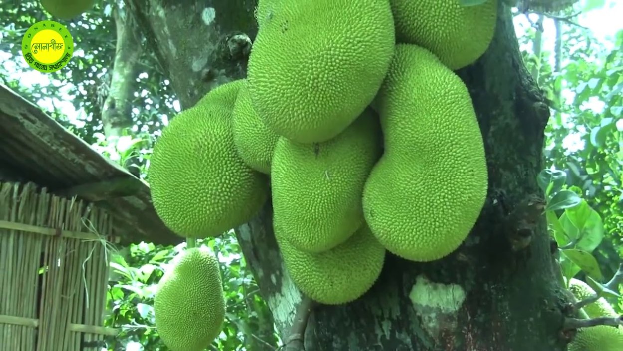 Орех калифорнийский дерево