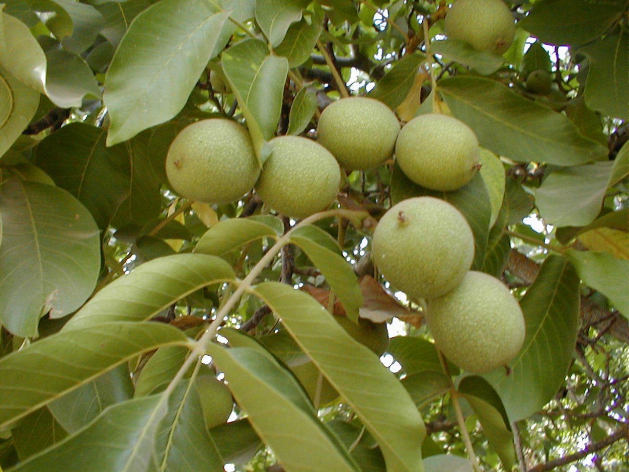 Орех грецкий (Juglans Regia)