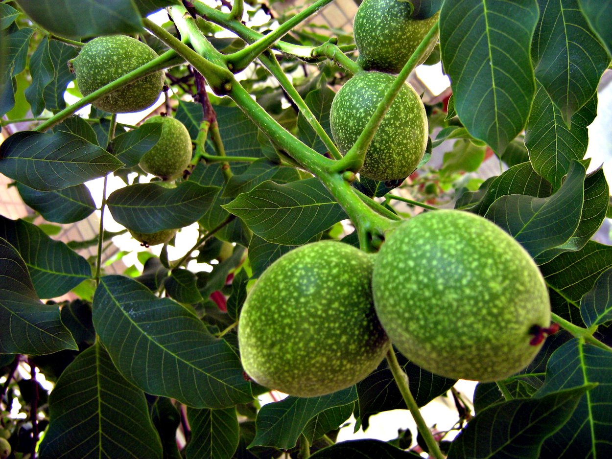 Грецкий орех лист