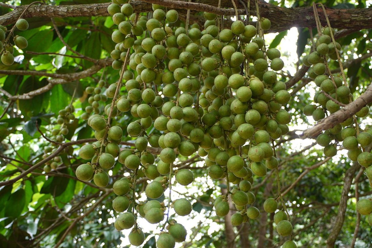 Aegle Marmelos