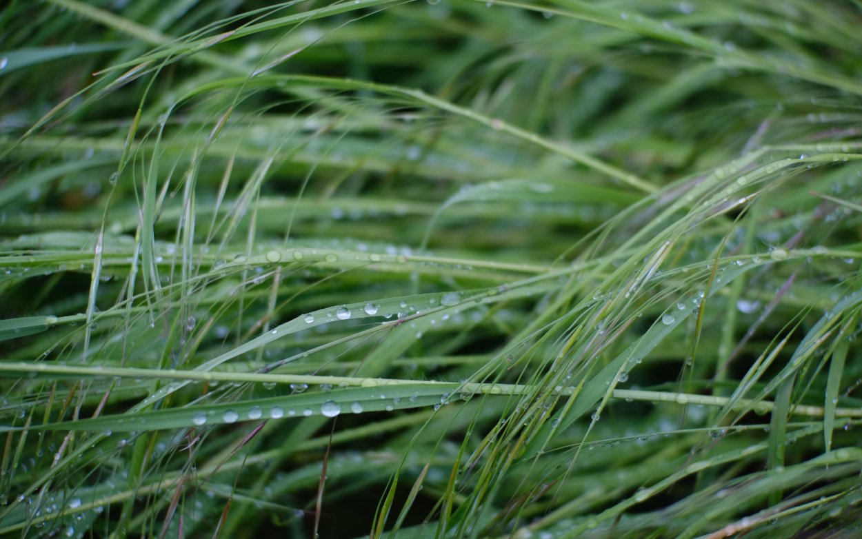 Сильная роса на траве