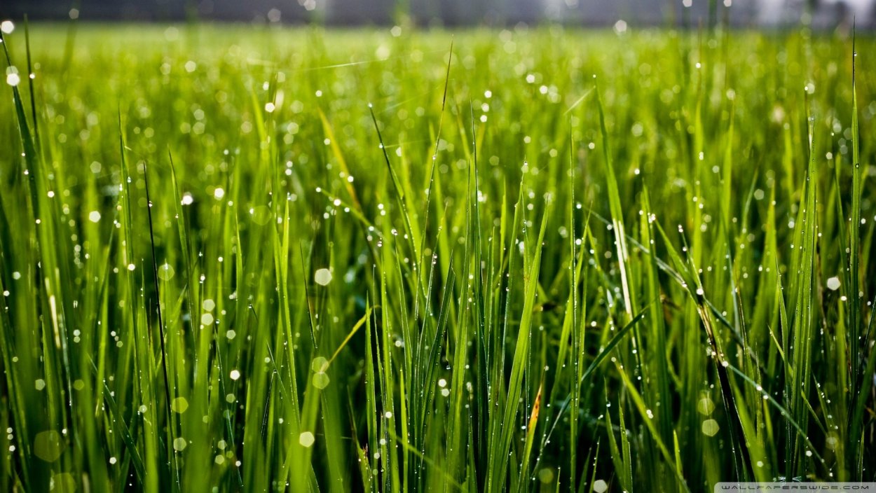 Зеленая трава