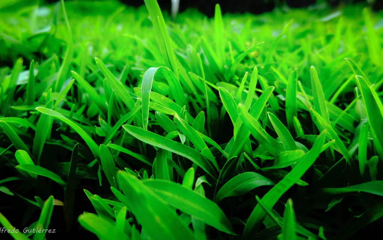 Зелёные растения