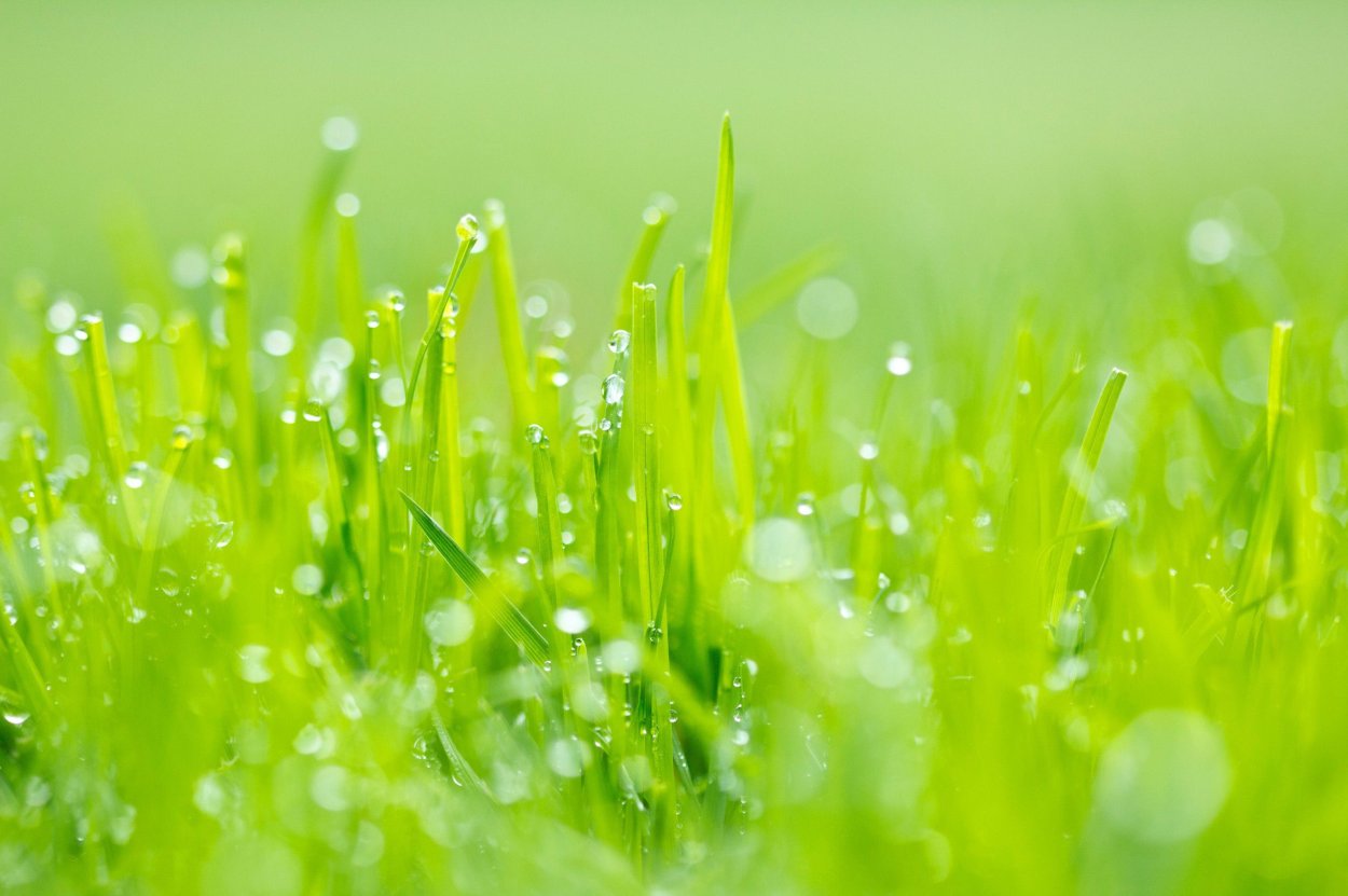 Роса на траве фото