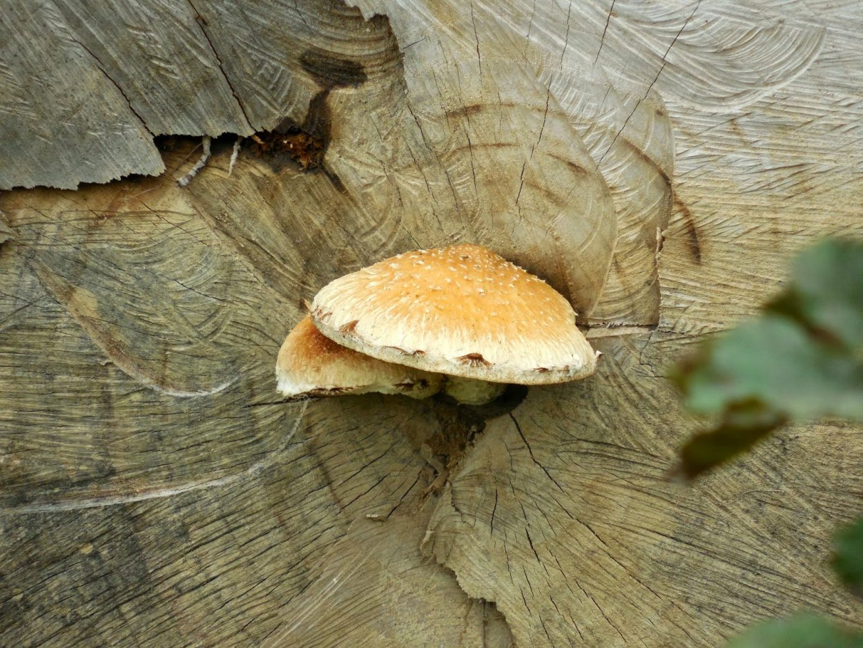 Гриб рядовка Тополевая