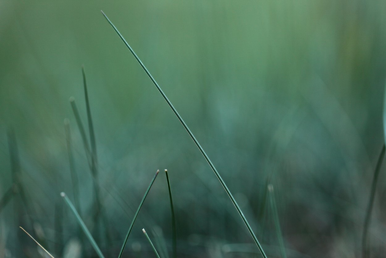 Травинка макро