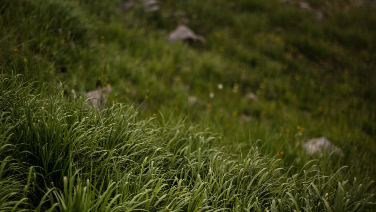 Горная трава текстура