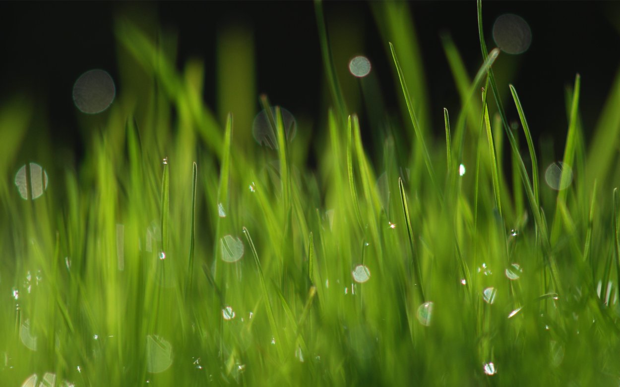 Весенняя трава