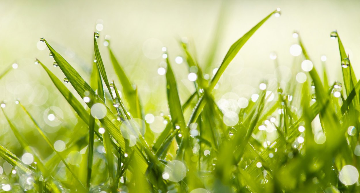 Фотообои трава