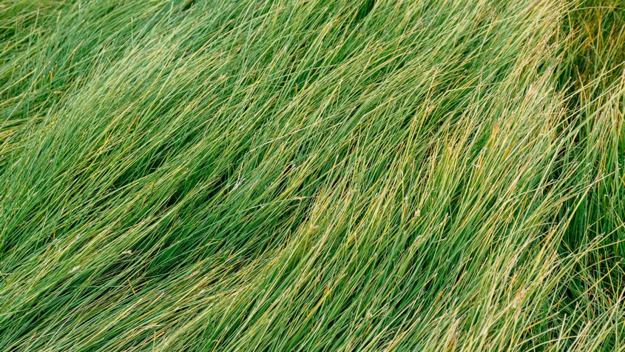 Нескошенная трава