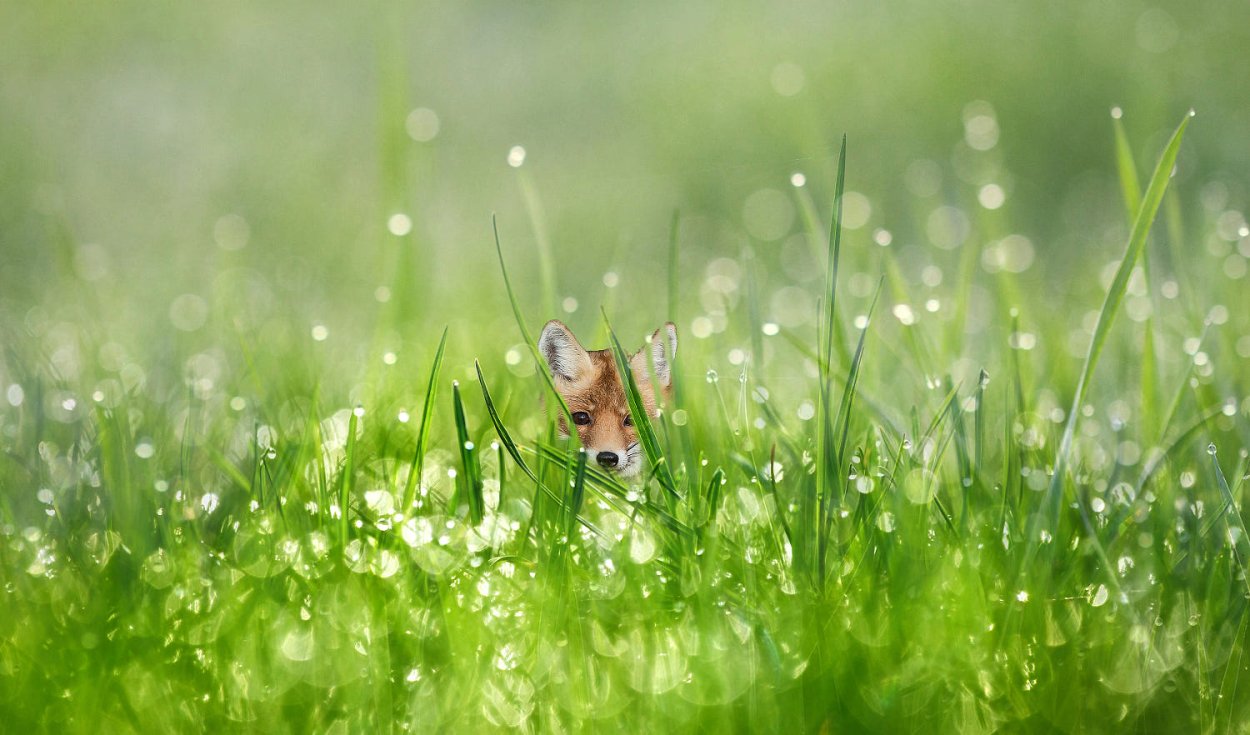 Свежесть утра