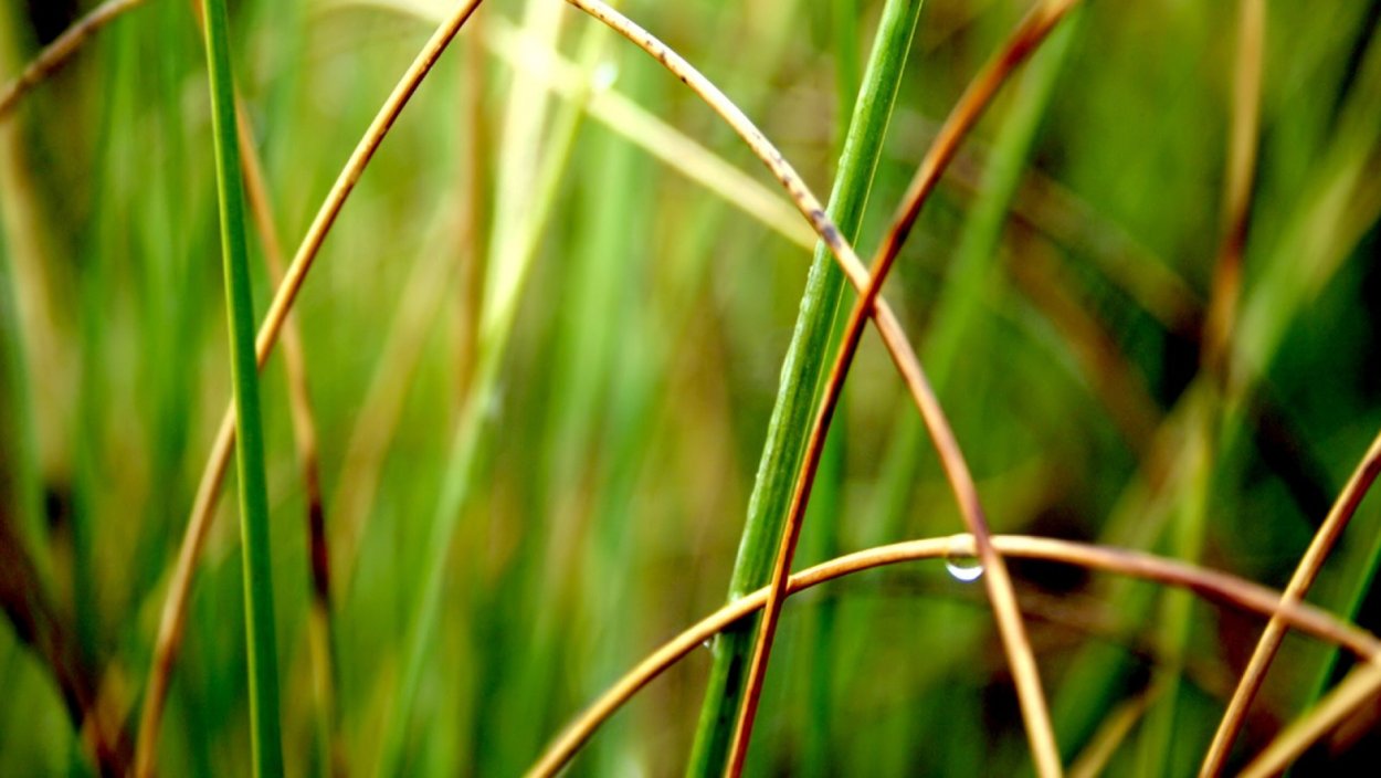 Болотная трава