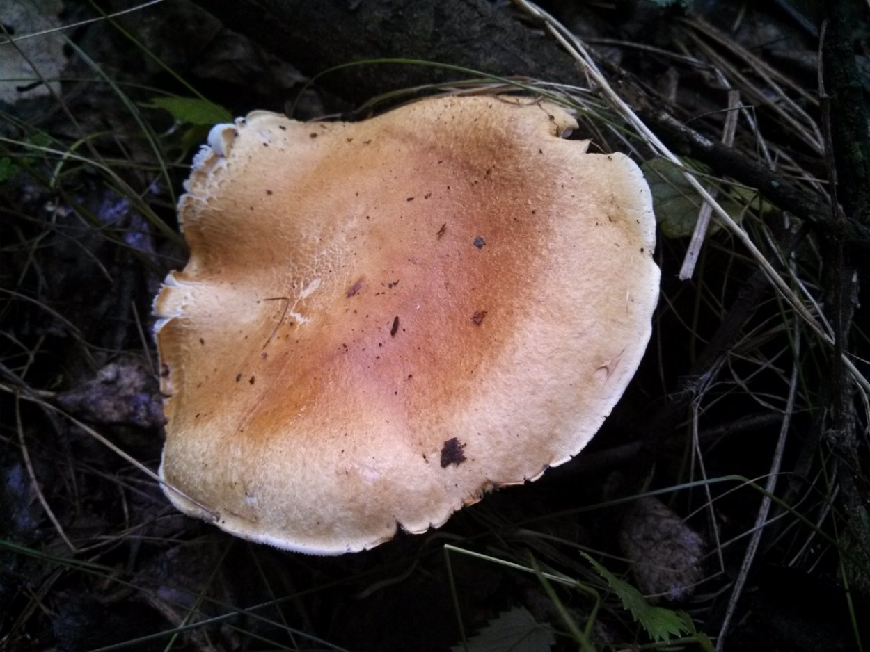 Гриб рядовка Тополевая