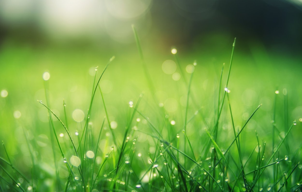 Утренняя роса Геншин