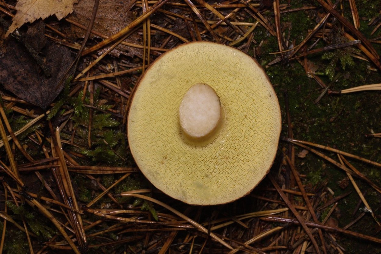 Грибы сейчас