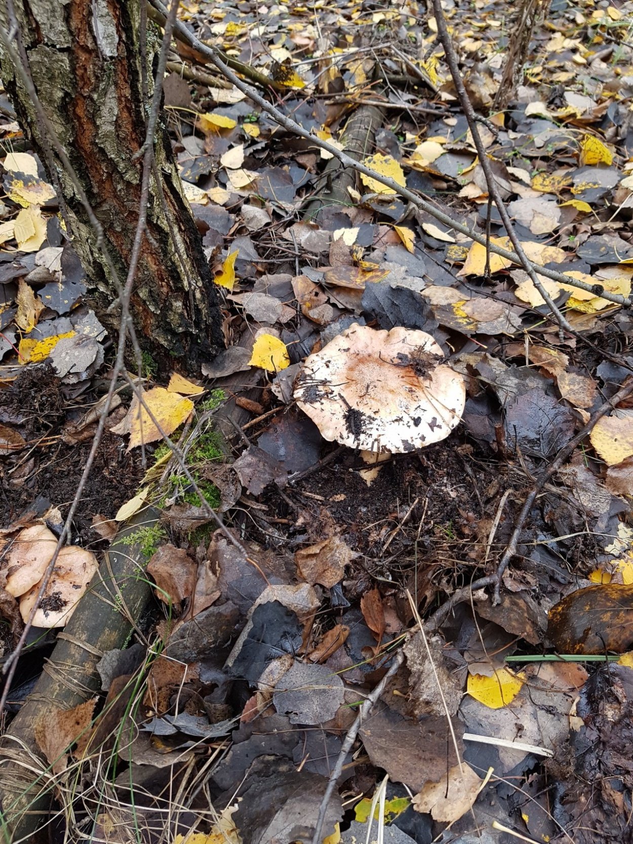 Гиропорус синеющий (Gyroporus cyanescens)