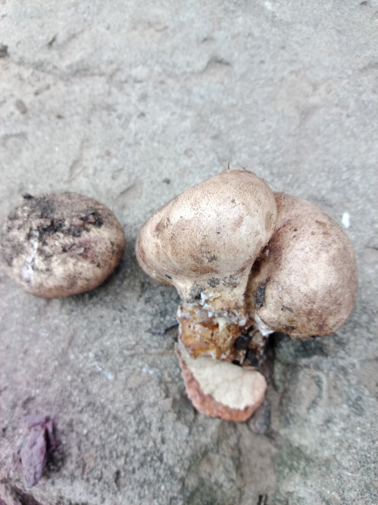 Опята в саду