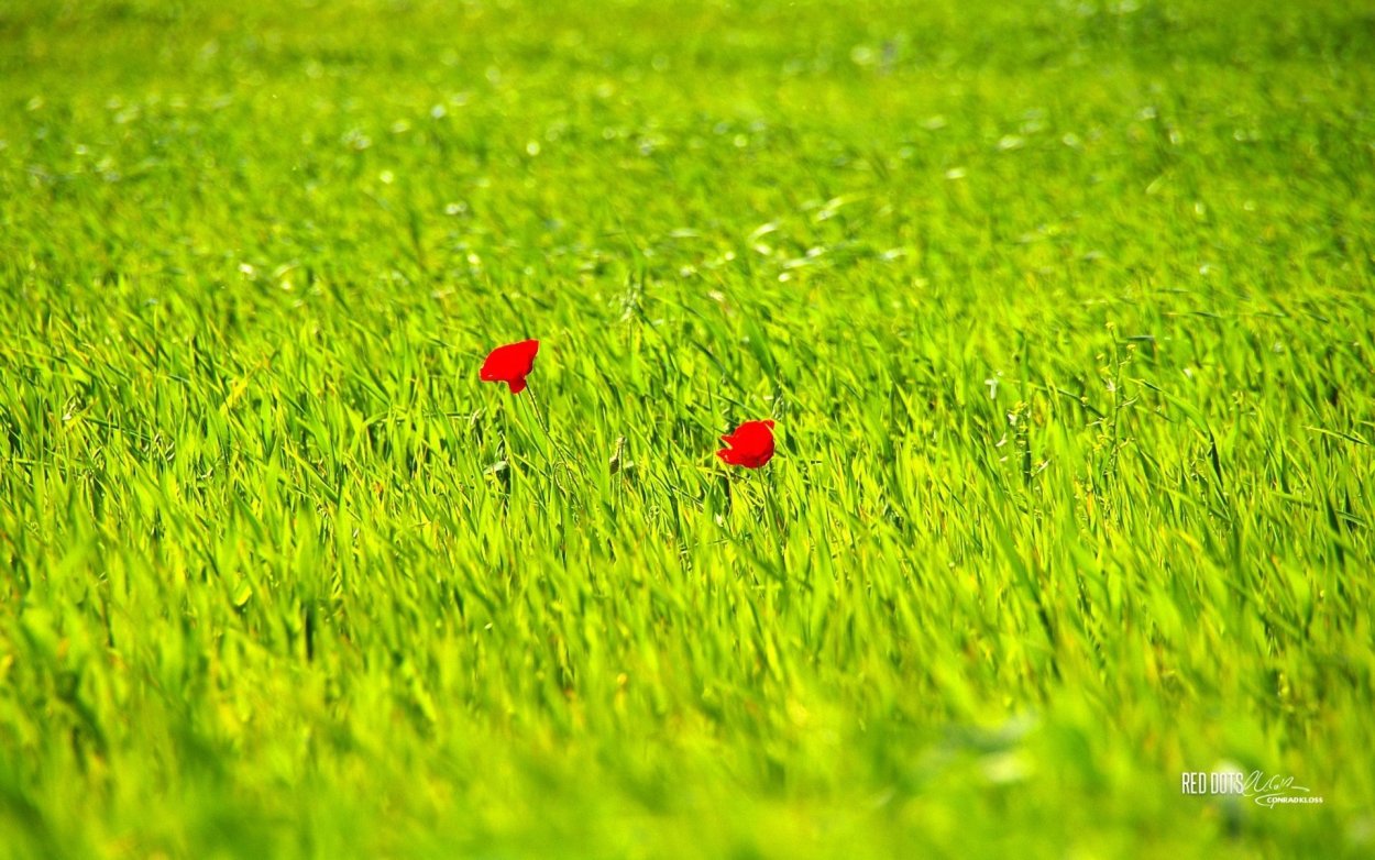 Зеленая трава с цветами
