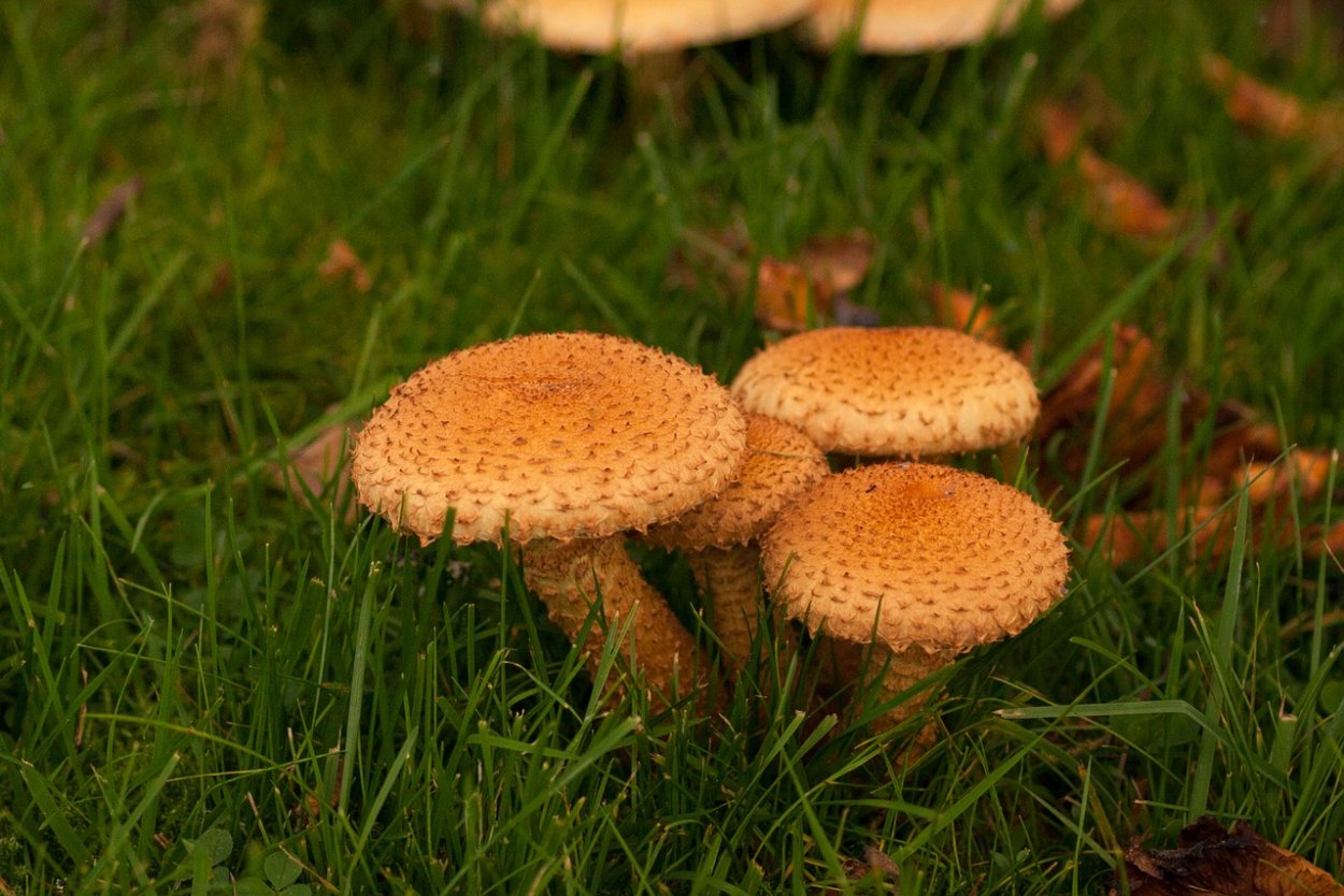 Рядовка Тополевая