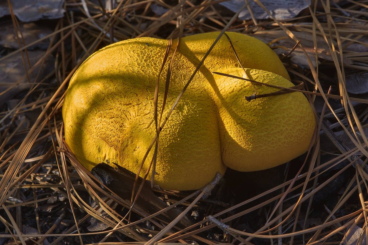 Гриб Тополевка рядовка