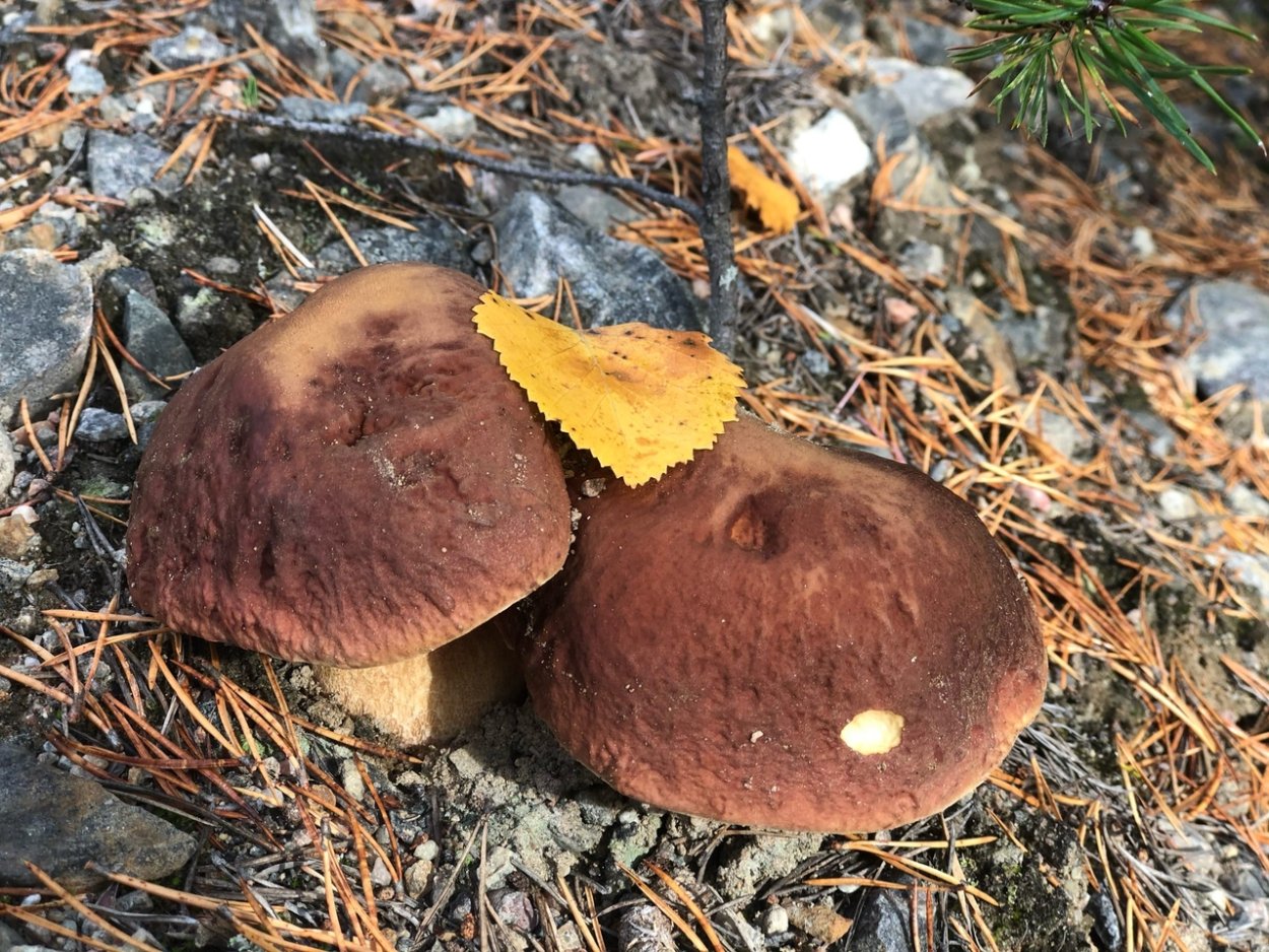 Гриб Просянка