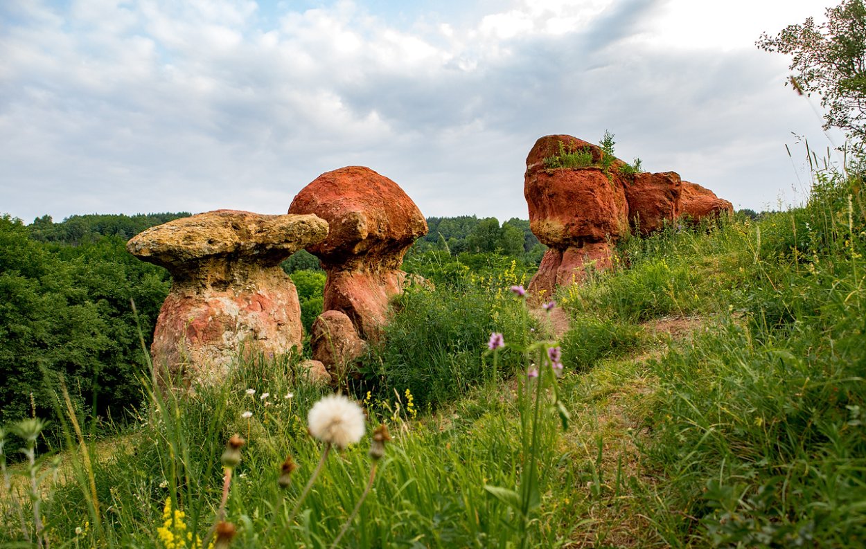 Грибы в октябре
