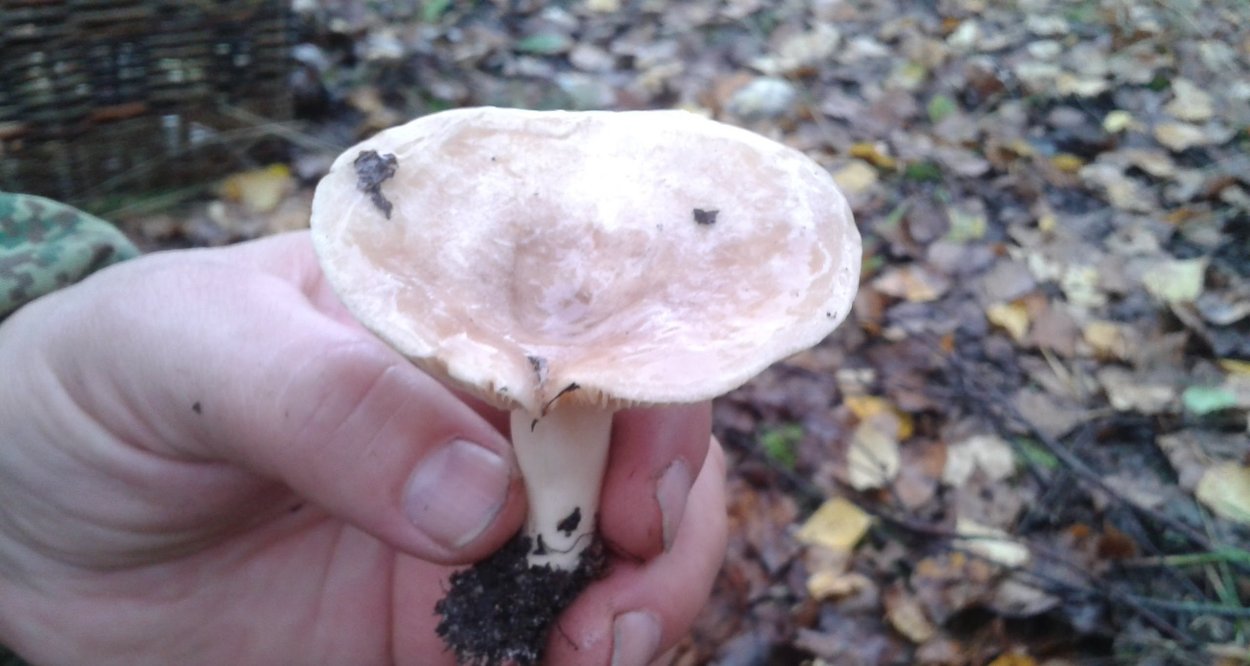 Рядовка Тополевая Tricholoma populinum описание