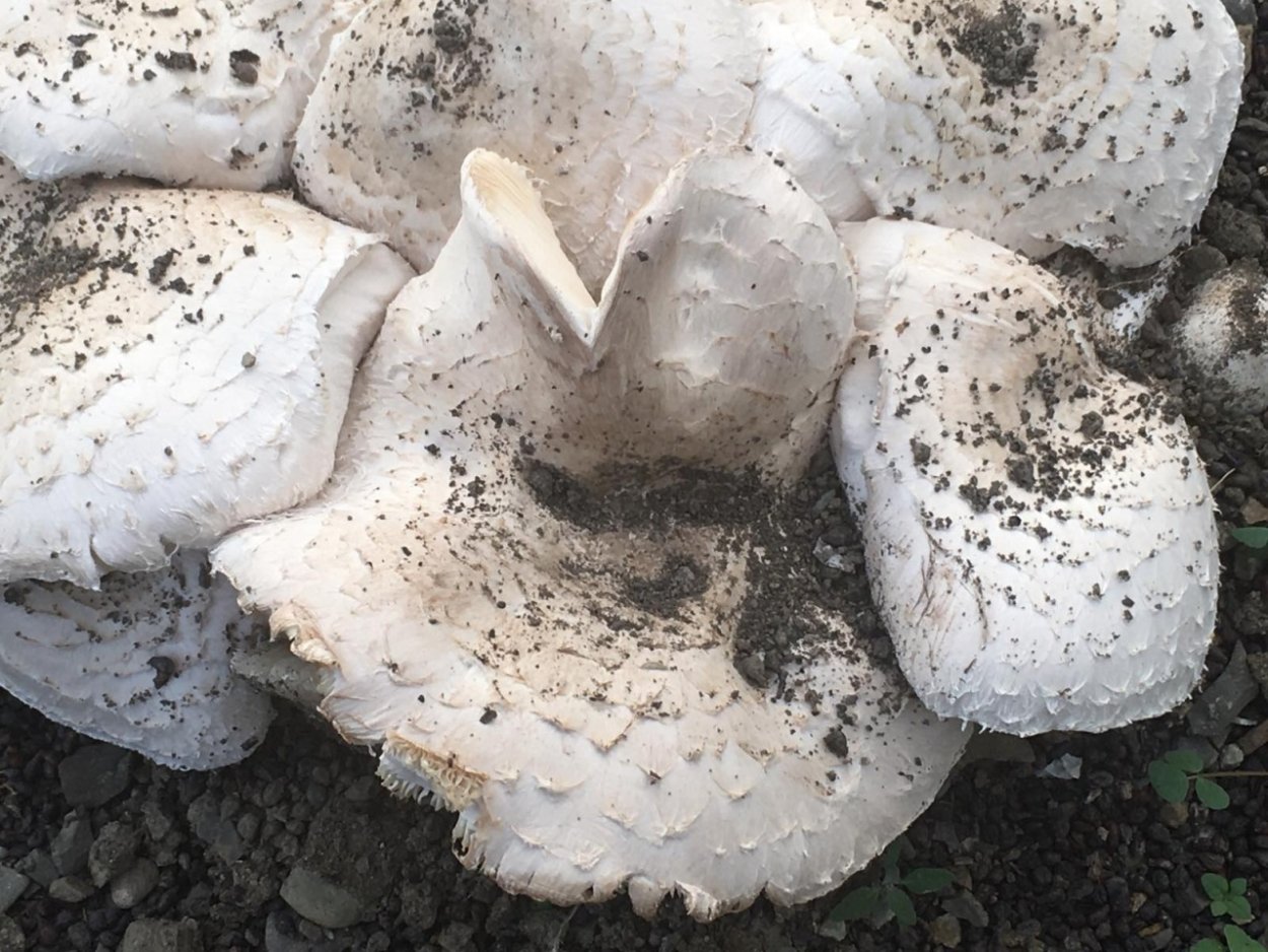 Tricholoma populinum