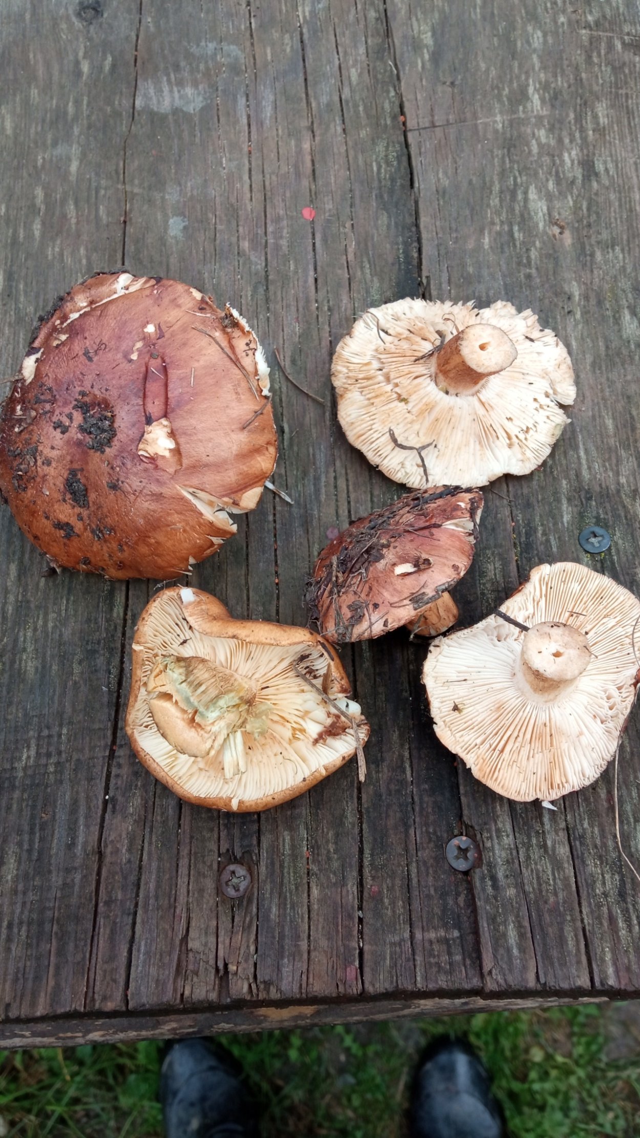 Съедобные грибы Югры