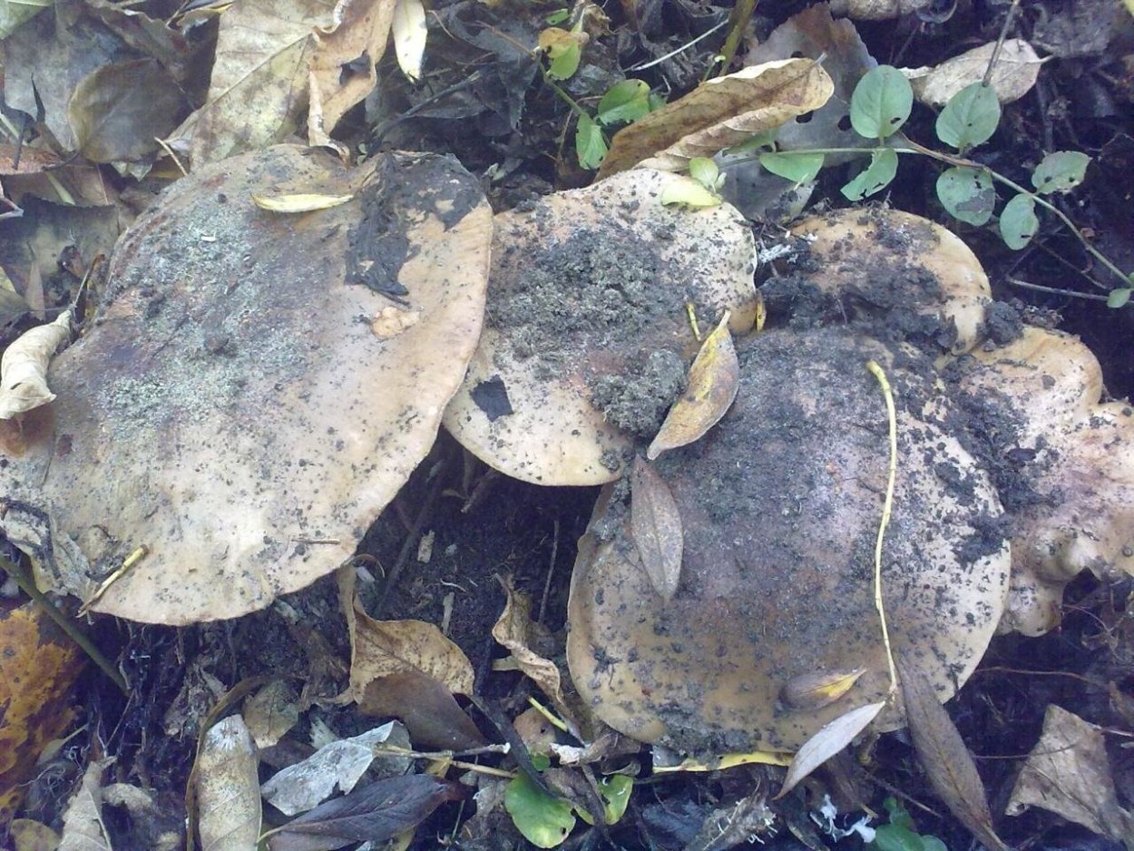 Гриб песчаник Гиропорус