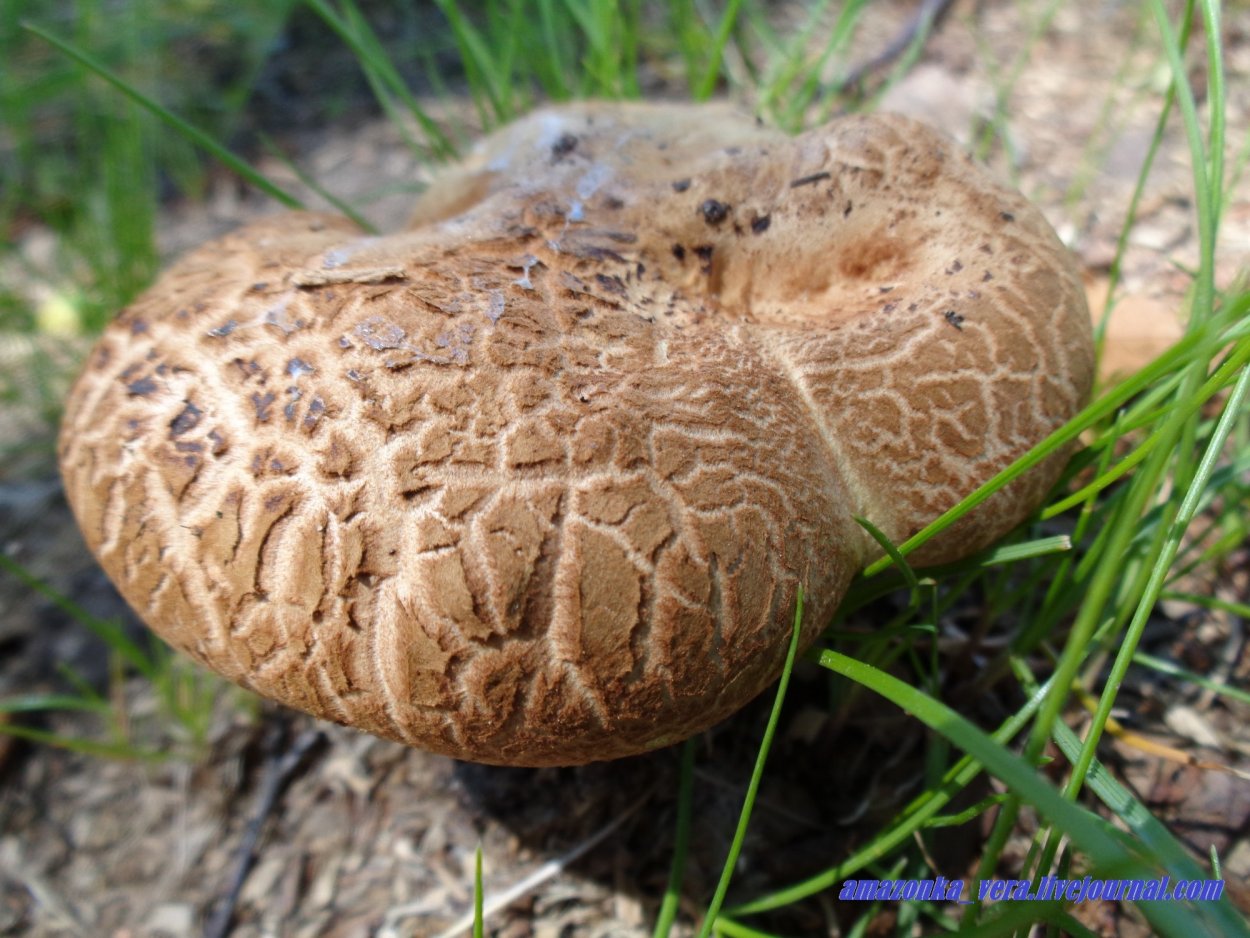 Песчаник гриб
