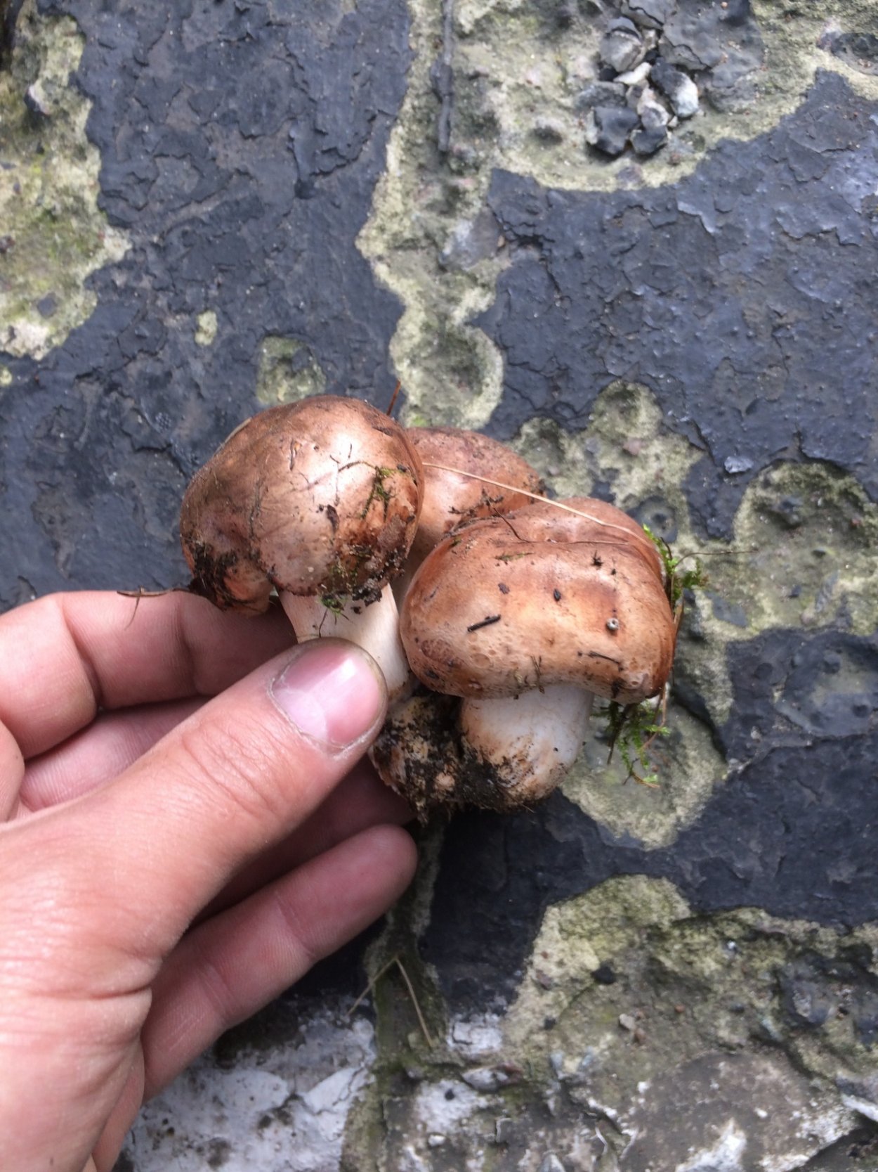 Обабок гриб великан