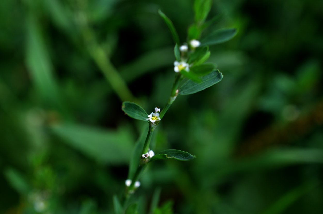Горец птичий спорыш газон