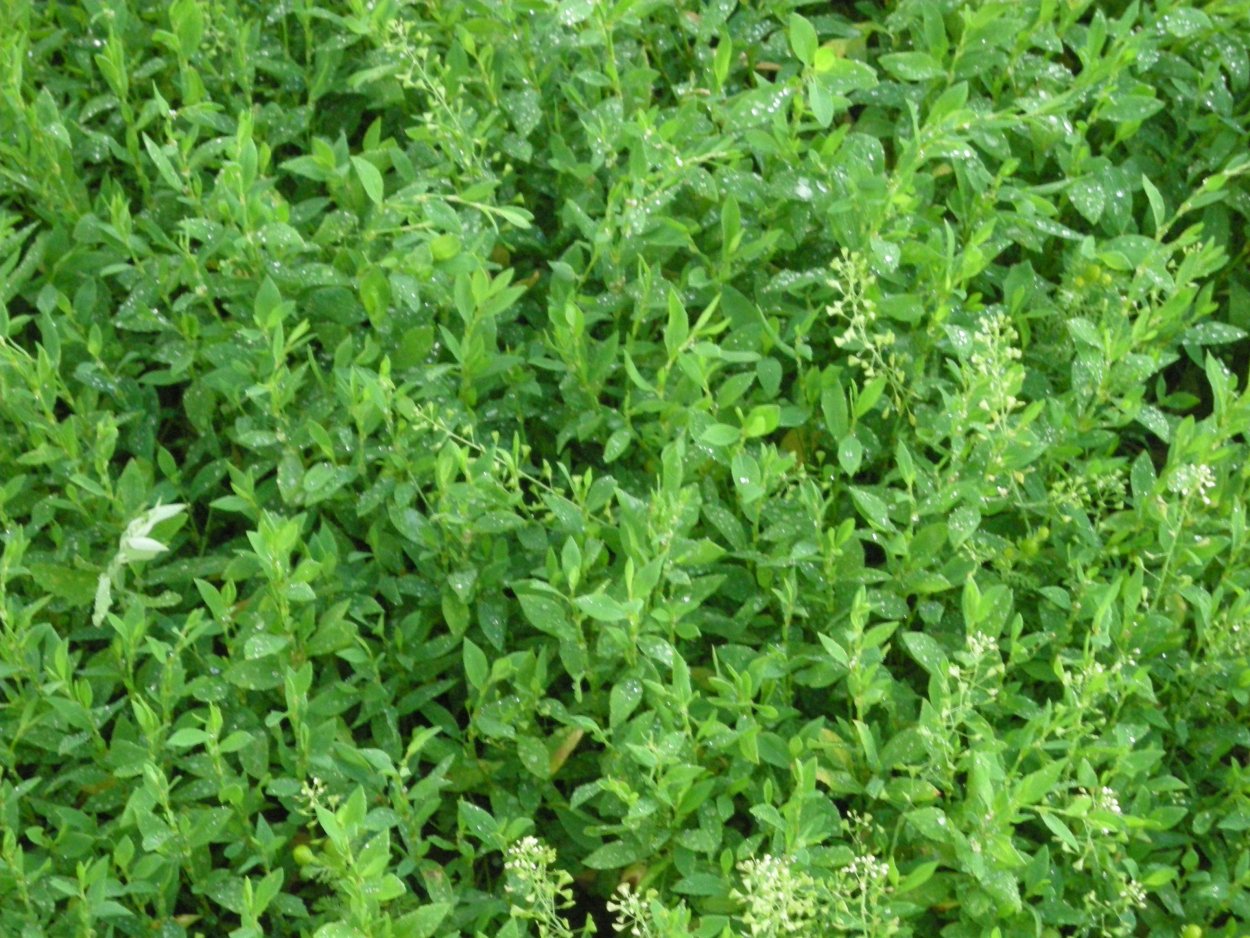 Горец птичий (Polygonum aviculare)