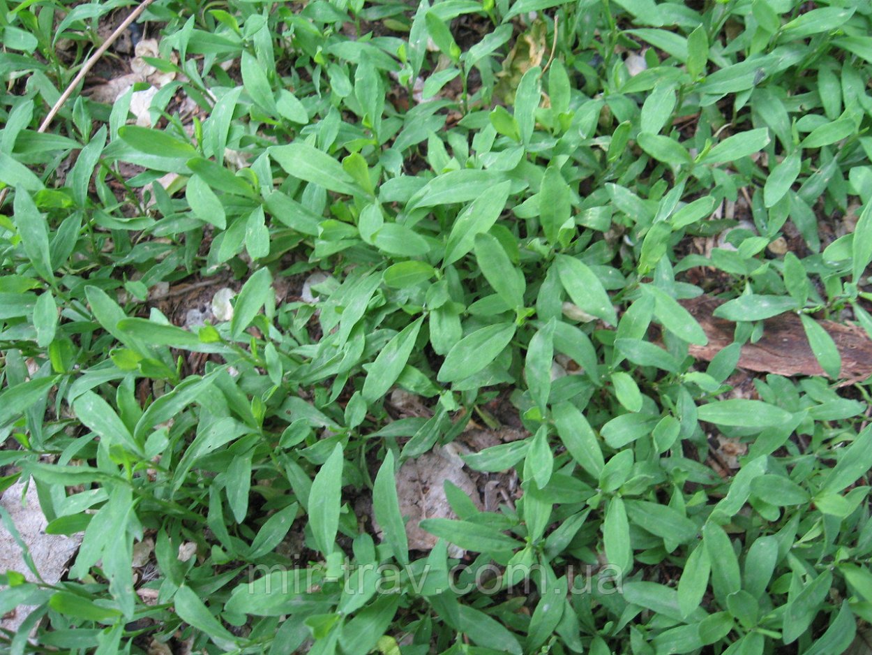 Polygonum aviculare