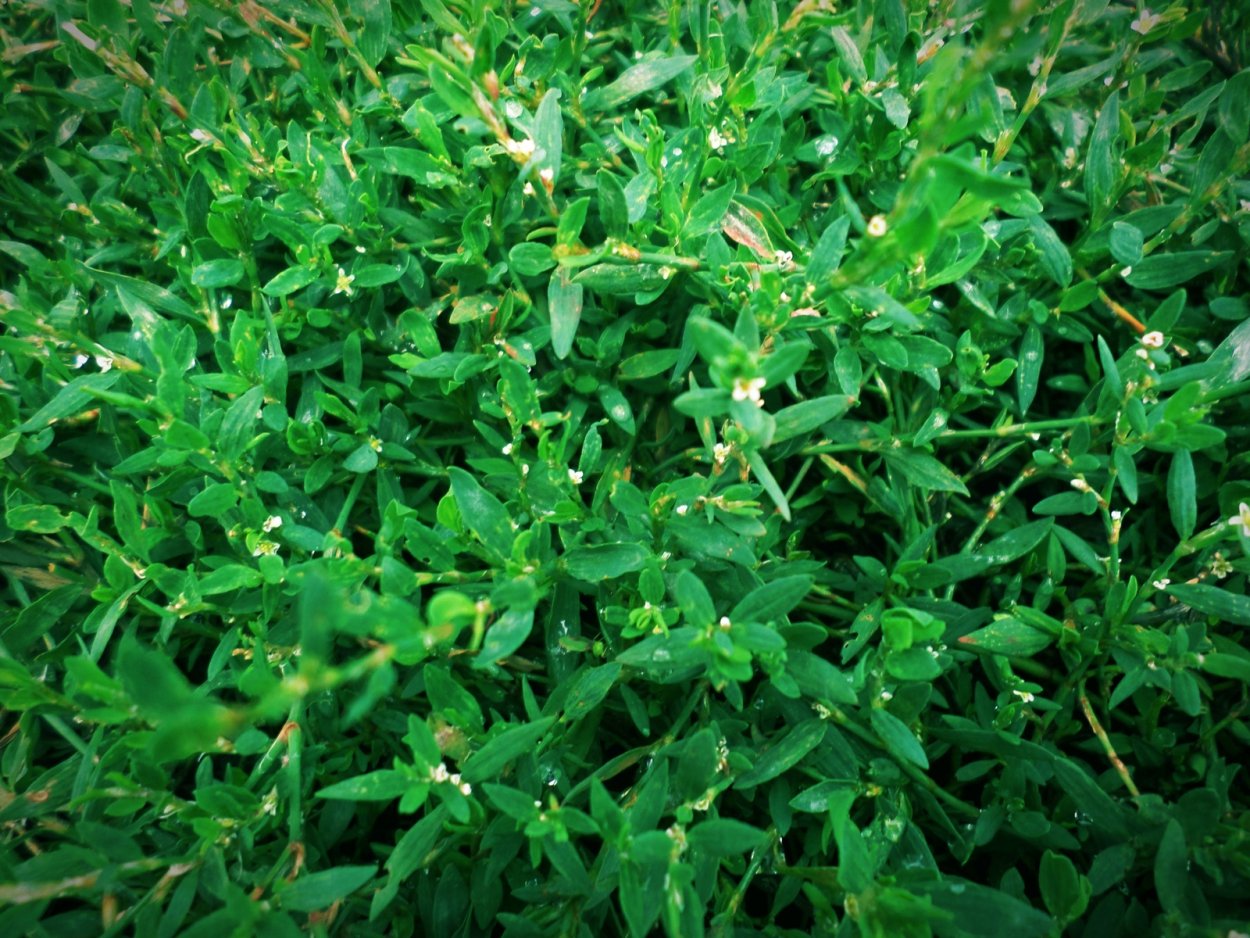 Горец птичий (спорыш) (Polygonum aviculare)