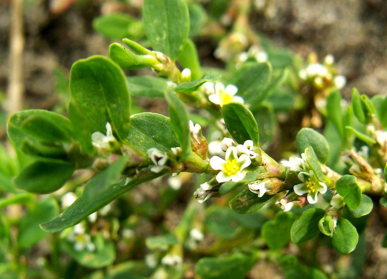 Спорыш (Горец птичий) трава