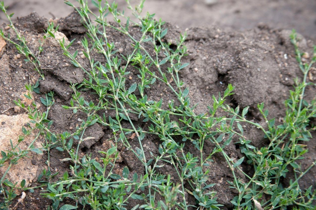 Горец птичий (Polygonum aviculare)